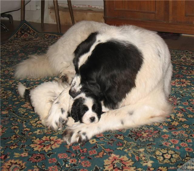 Фото: ньюфаундленд SHedou iz Unikal'noy Kollekcii (Шедоу из Уникальной Коллекции), щенок