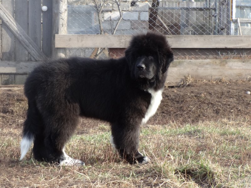 Фотография № 224771