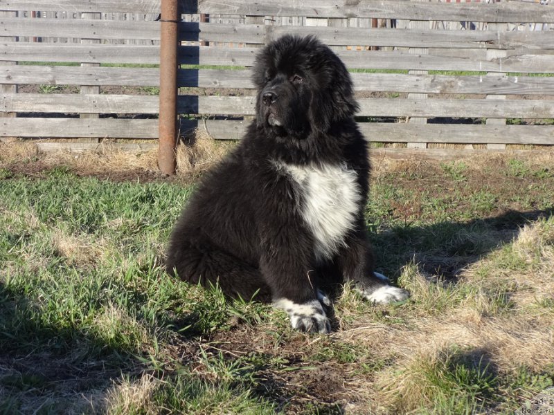 Фотография № 224775