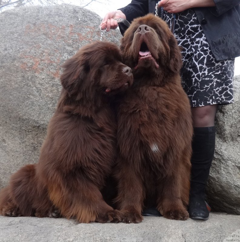 Фото: ньюфаундленд Funnewf Avalon (Фанньюф Авалон), ньюфаундленд N'yufort Vorojeya (Ньюфорт Ворожея)