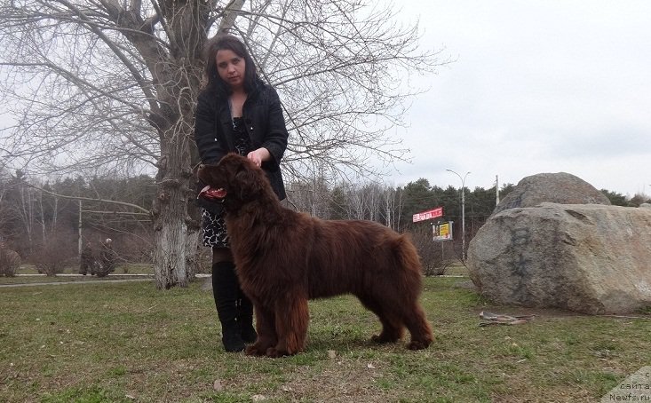 Фото: ньюфаундленд N'yufort Vorojeya (Ньюфорт Ворожея), Irina Savel'eva (Ирина Савельева)