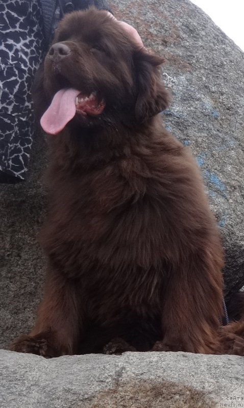 Фото: ньюфаундленд N'yufort Vorojeya (Ньюфорт Ворожея)