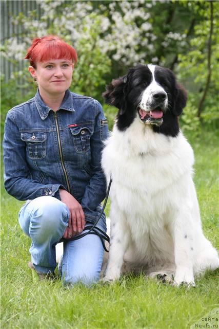 Фото: Irina Grishina (Ирина Гришина), ньюфаундленд SHedou iz Unikal'noy Kollekcii (Шедоу из Уникальной Коллекции)