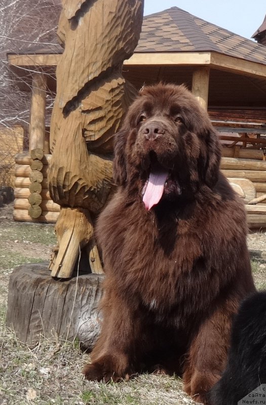 Фото: ньюфаундленд Funnewf Avalon (Фанньюф Авалон)