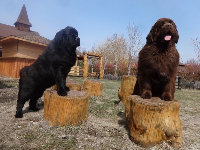 Фото: ньюфаундленд Funnewf Avalon (Фанньюф Авалон), ньюфаундленд Aquatoriya Kelvin Yauza (Акватория Келвин Яуза)