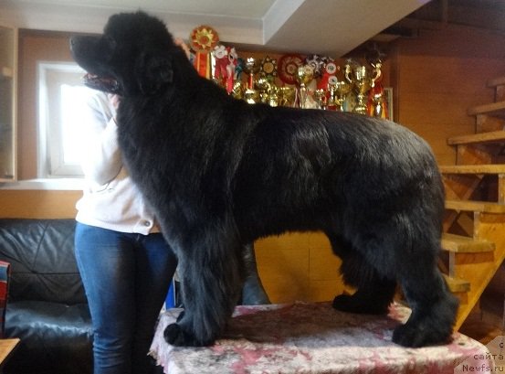 Фото: ньюфаундленд N'yufort Zvenislava (Ньюфорт Звенислава)