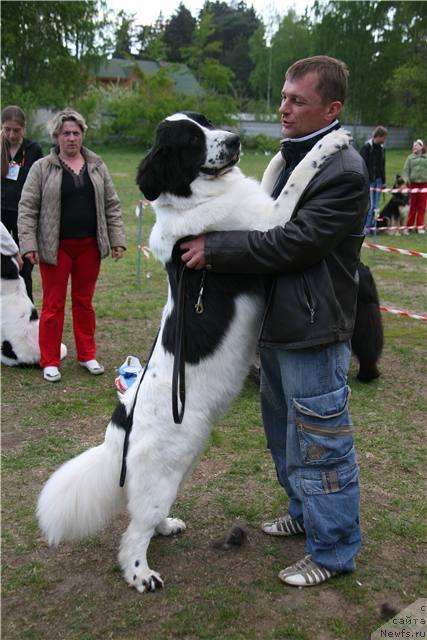 Фото: Рома, ньюфаундленд SHedou iz Unikal'noy Kollekcii (Шедоу из Уникальной Коллекции)