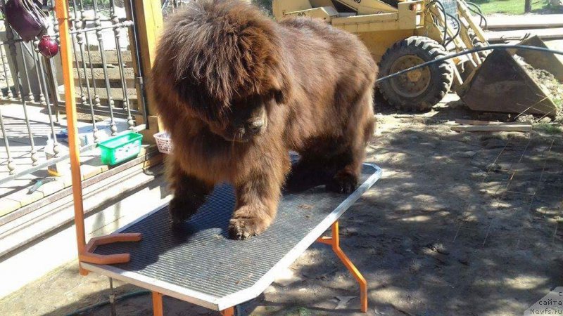 Фото: ньюфаундленд Paris Braun YEleron (Парис Браун Элерон)