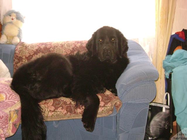 Фото: ньюфаундленд Amazonka YEmi CHardishik (Амазонка Эми Чардишик)