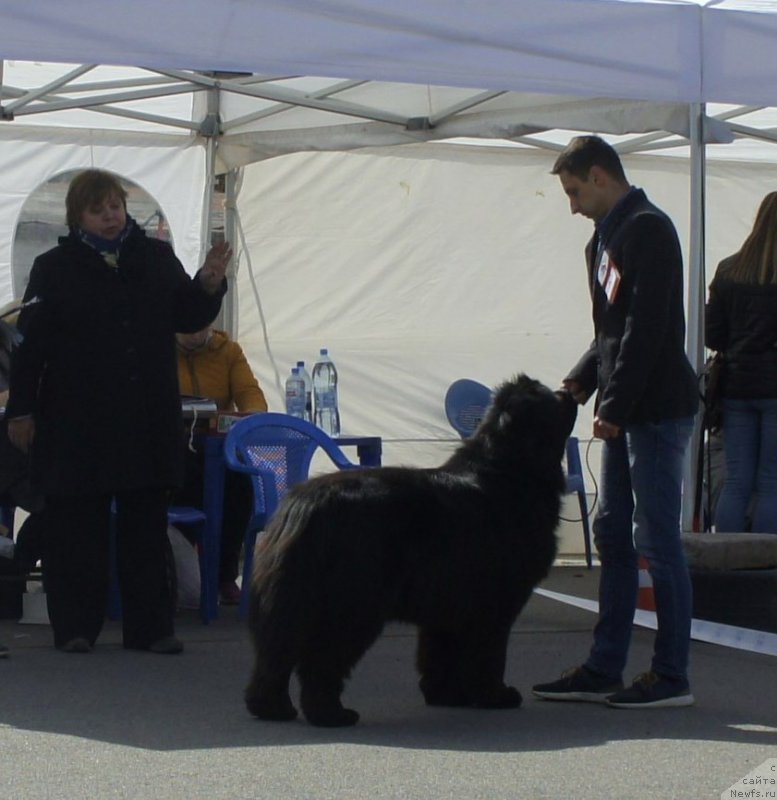 Фото: ньюфаундленд Smigar Agday Virtus (Смигар Агдай Виртус)