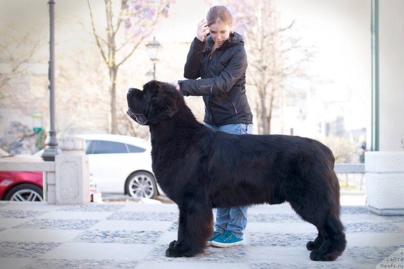 Фото: ньюфаундленд Smigar Liverpulsiy Chetvertak (Смигар Ливерпульский Четвертак)