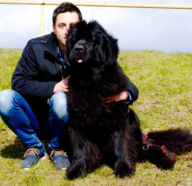 Фото: ньюфаундленд Love Inside Your Soul Moon Bear (Love Inside Your Soul Moon Bear)