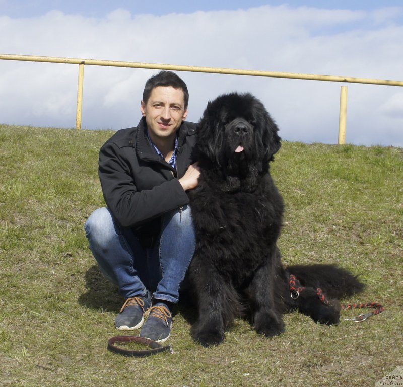 Фото: ньюфаундленд Love Inside Your Soul Moon Bear (Love Inside Your Soul Moon Bear)