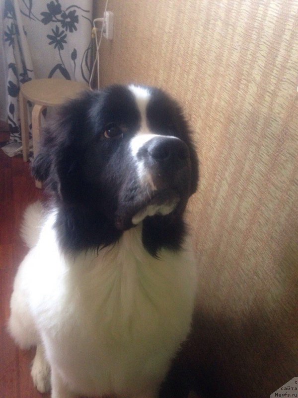 Фото: ньюфаундленд Viking ot Karelskikh Medvedey (Викинг от Карельских Медведей)