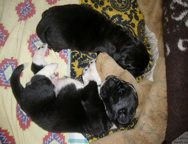 Фото: ньюфаундленд Super Bizon Gregori Greg (Супер Бизон Грегори Грег), ньюфаундленд Super Bizon Gudvin (Супер Бизон Гудвин)