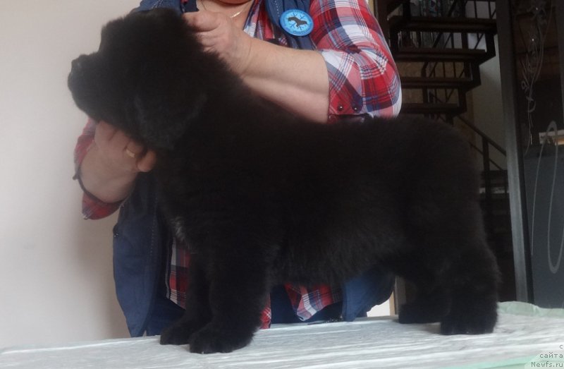 Фото: ньюфаундленд N'yufort Bavariya (Ньюфорт Бавария)