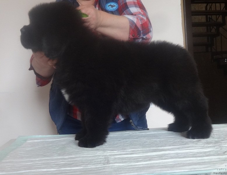 Фото: ньюфаундленд N'yufort Bavariya (Ньюфорт Бавария)