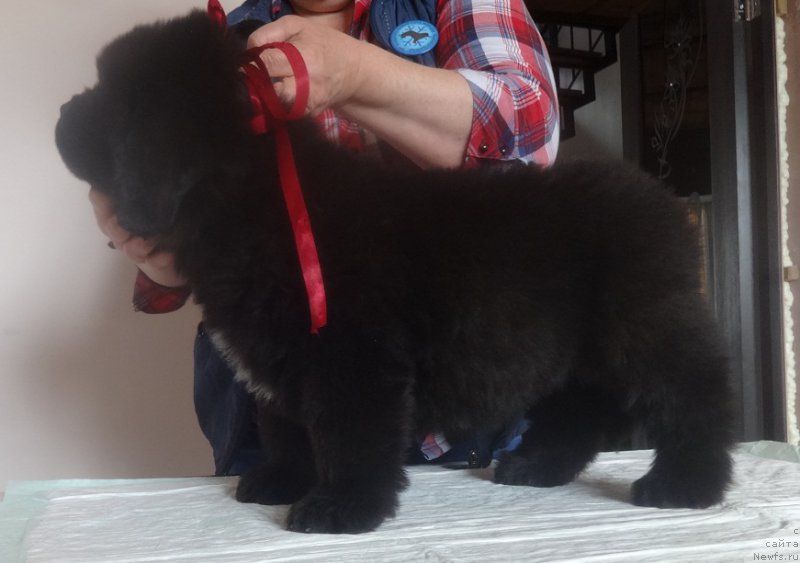 Фото: ньюфаундленд N'yufort Bavariya (Ньюфорт Бавария)