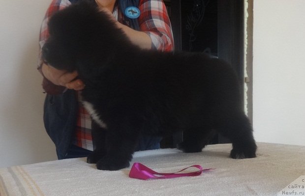 Фото: ньюфаундленд N'yufort Bavariya (Ньюфорт Бавария)