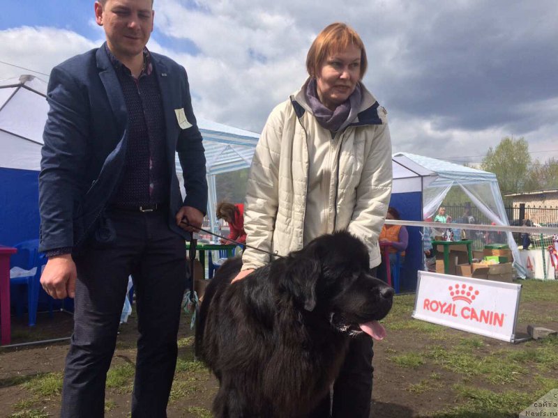 Фото: ньюфаундленд Uizard of Ozz (Уизард оф Озз)