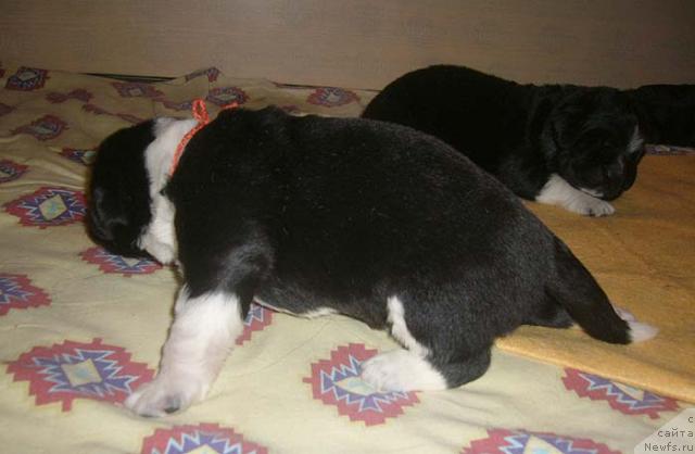 Фото: ньюфаундленд Super Bizon Gera (Супер Бизон Гера)