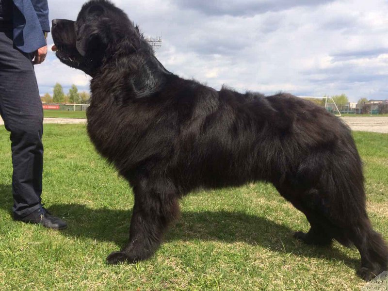 Фото: ньюфаундленд Uizard of Ozz (Уизард оф Озз)