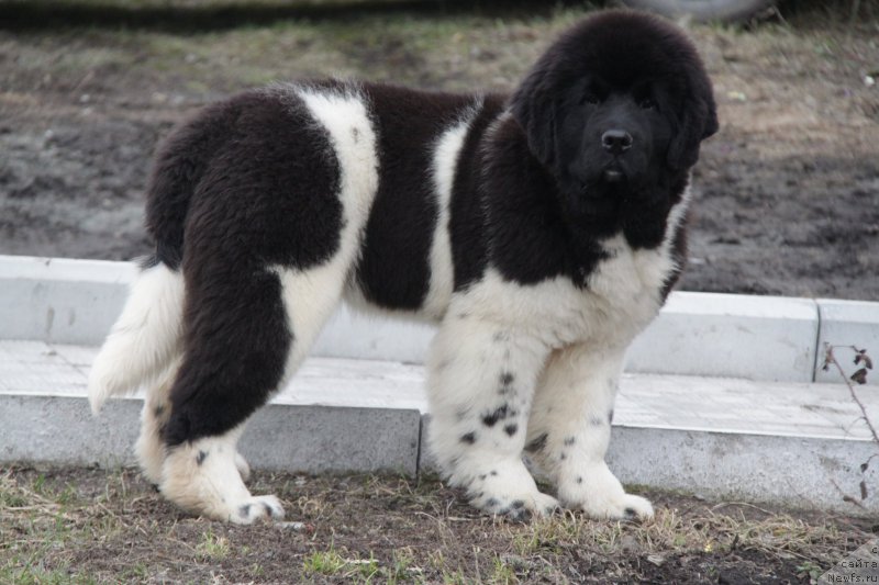 Фото: ньюфаундленд Akvian Song Trevor (Аквиан Сонг Тревор)