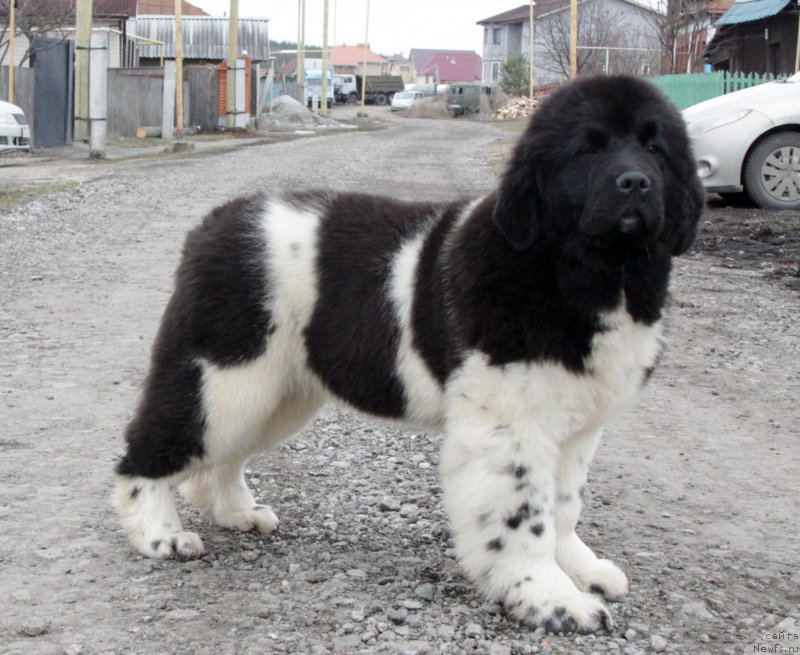 Фото: ньюфаундленд Akvian Song Trevor (Аквиан Сонг Тревор)