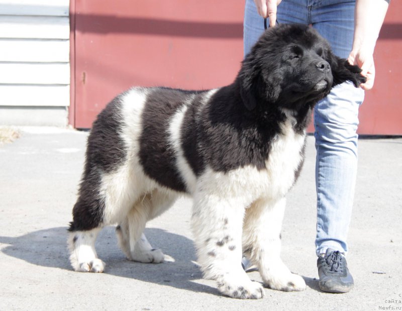 Фото: ньюфаундленд Akvian Song Trevor (Аквиан Сонг Тревор)