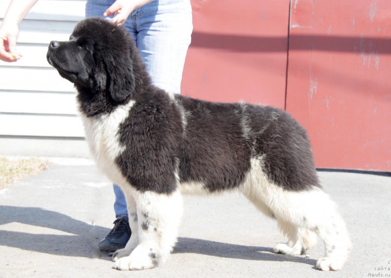 Фото: ньюфаундленд Akvian Song Trevor (Аквиан Сонг Тревор)