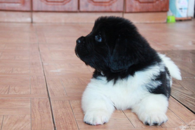 Фото: ньюфаундленд Akvian Song Trevor (Аквиан Сонг Тревор)