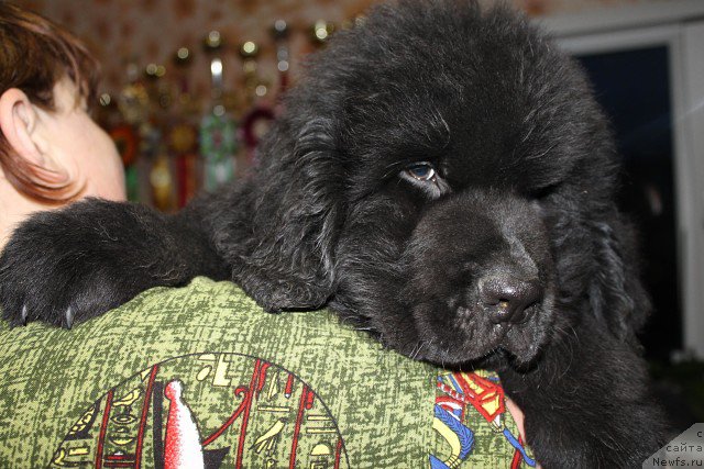 Фото: ньюфаундленд Izbrannik Sud'byi Russkiy Bogatyir' (Избранник Судьбы Русский Богатырь)