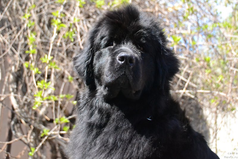 Фото: ньюфаундленд Talisman Morya Magiya Voln (Талисман Моря Магия Волн)