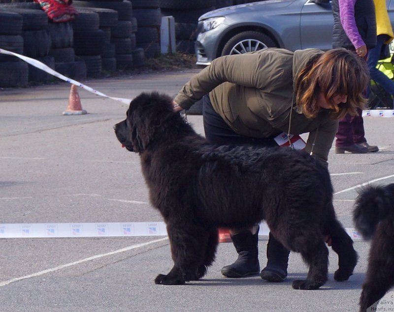 Фото: ньюфаундленд Peter-Bear Naslednik Emira (Петер-Беар Наследник Эмира)