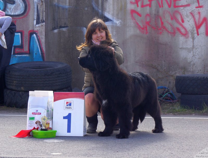 Фото: ньюфаундленд Peter-Bear Naslednik Emira (Петер-Беар Наследник Эмира)