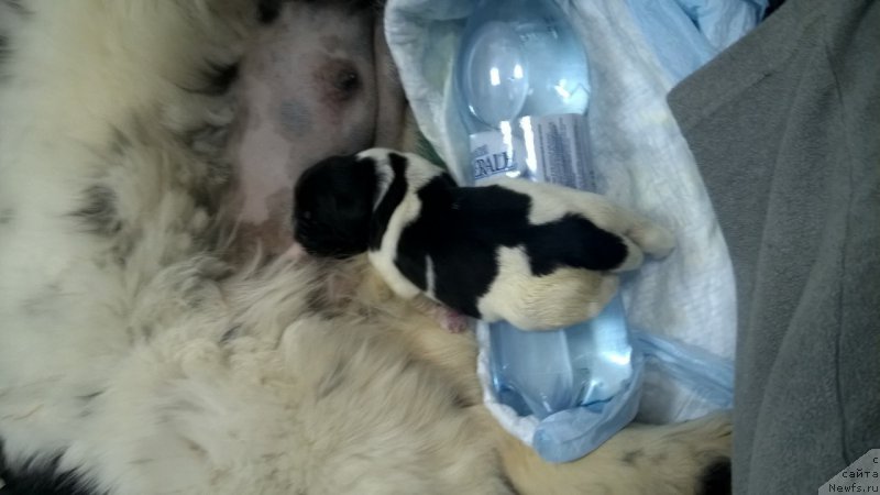 Фото: ньюфаундленд Enigmatik Kingd Vlastelin Dushi (Енигматик Кингд Властелин Души)