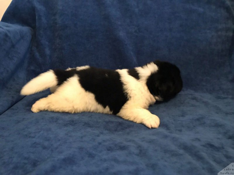 Фото: ньюфаундленд Enigmatik Kingd Vlastelin Dushi (Енигматик Кингд Властелин Души)