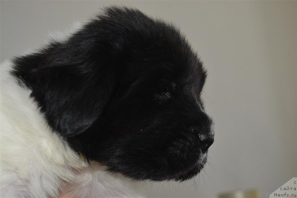 Фотография № 224862