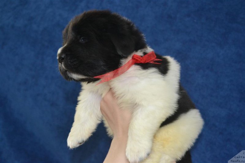 Фото: ньюфаундленд Enigmatik Kingd Vlastelin Dushi (Енигматик Кингд Властелин Души)