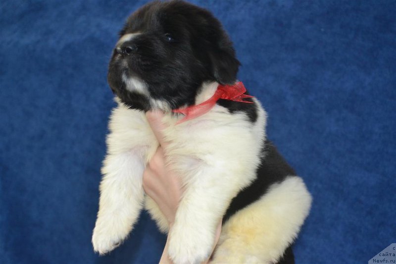 Фото: ньюфаундленд Enigmatik Kingd Vlastelin Dushi (Енигматик Кингд Властелин Души)