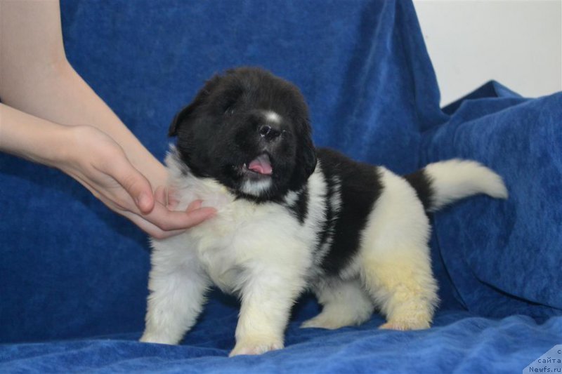 Фото: ньюфаундленд Enigmatik Kingd Vlastelin Dushi (Енигматик Кингд Властелин Души)