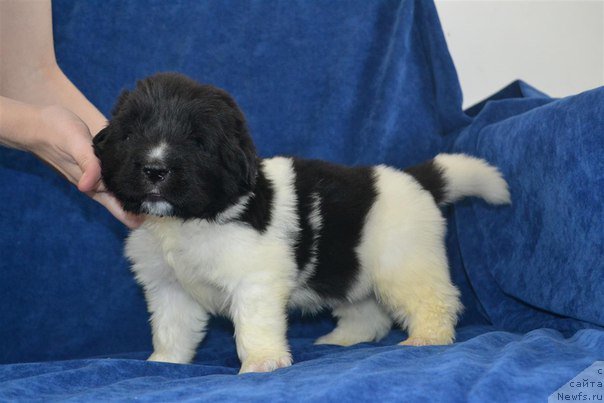 Фотография № 224867