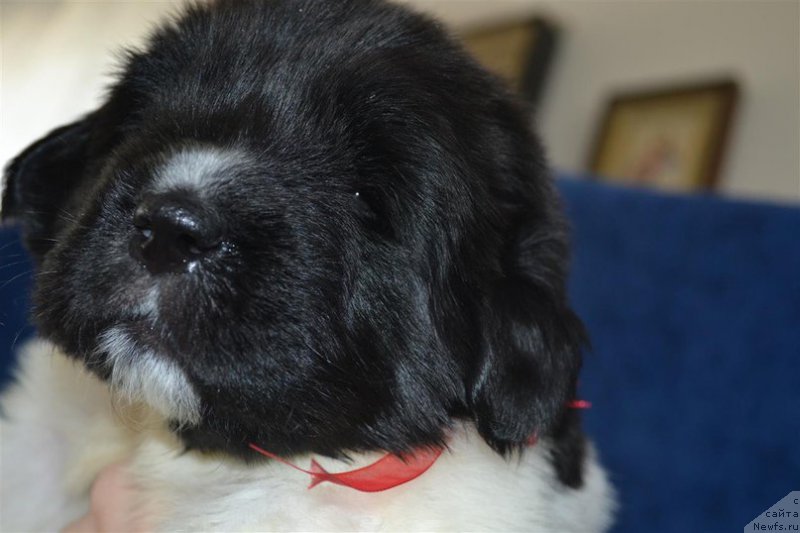 Фотография № 224868