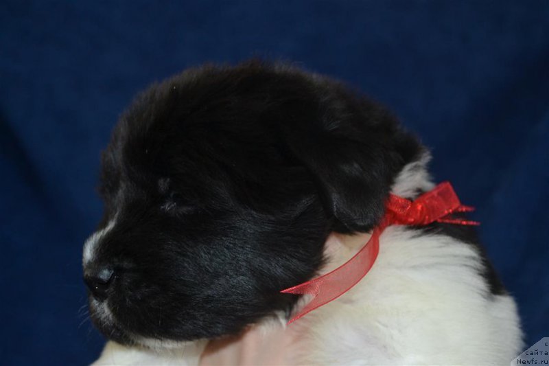 Фотография № 224869