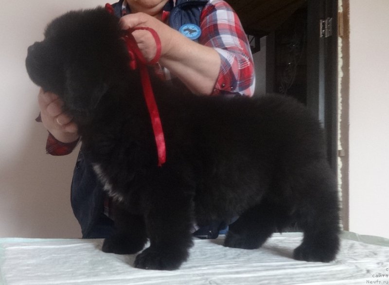 Фото: ньюфаундленд N'yufort Bavariya (Ньюфорт Бавария)