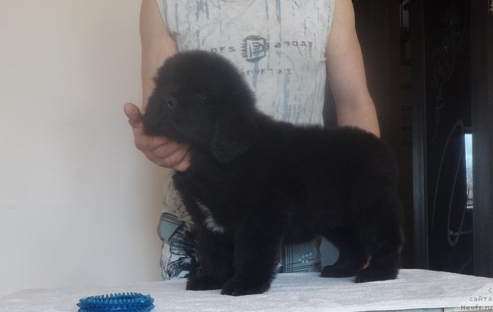 Фото: ньюфаундленд N'yufort Bavariya (Ньюфорт Бавария)