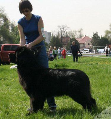 Фото: ньюфаундленд Recanto Maestro Agnus Dei