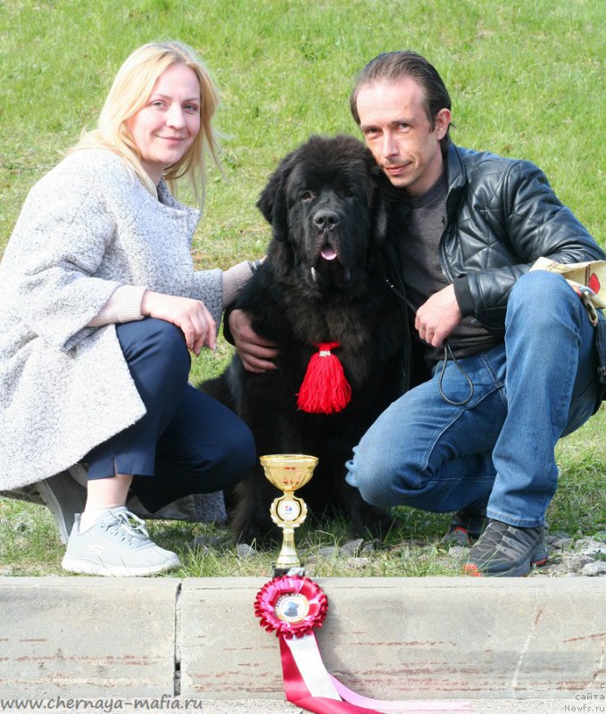 Фото: ньюфаундленд Chernaya Mafia Blues In The Night (Черная Мафия Блуес Ин Тхе Нигхт)