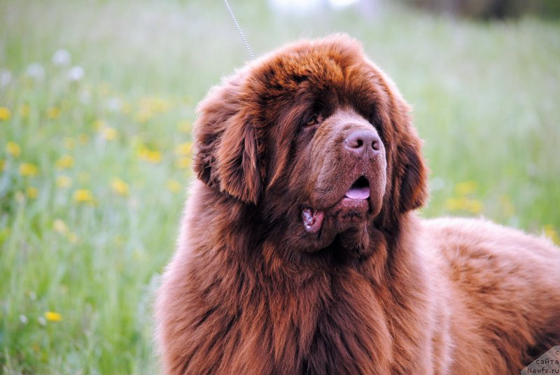 Фото: ньюфаундленд Faraon Cancrimo