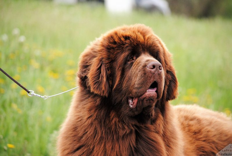 Фото: ньюфаундленд Faraon Cancrimo